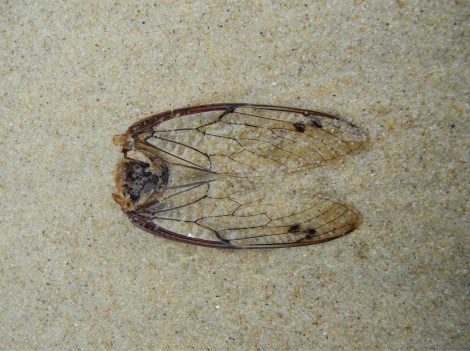 YN_W_Posts_MI_Cicada_150dpi