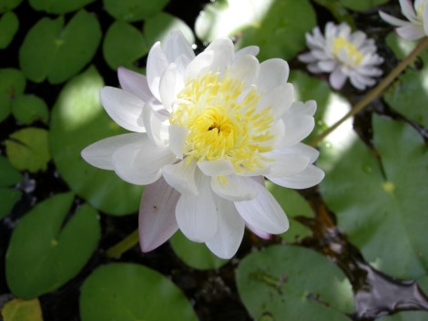 Yoga Nature_Kakadu Waterlily