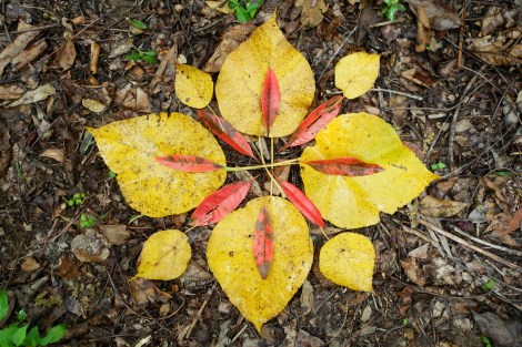 YN_Autumn Immersion_Leaf Mandala 2017