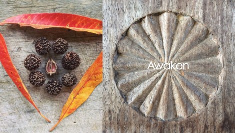 Yoga Nature_Seeds of Practice Rudraksha Yantra_200dpi